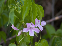 Bignonieae