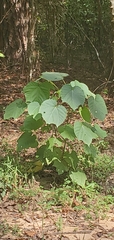 Vernicia fordii