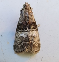 Pococera asperatella