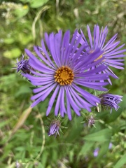 Symphyotrichum novae-angliae