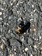 Nicrophorus