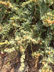 Atriplex glabriuscula