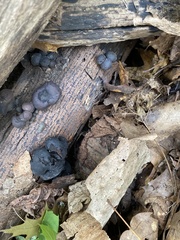 Daldinia childiae