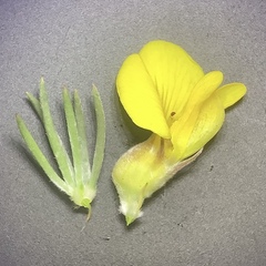 Aspalathus glabrescens