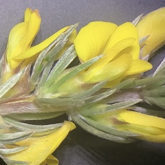 Aspalathus glabrescens