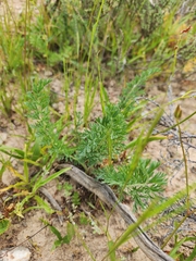 Pelargonium rapaceum