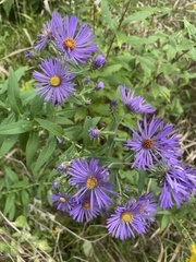 Symphyotrichum novae-angliae