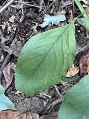 Stigmella rosaefoliella