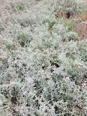 Atriplex verrucifera