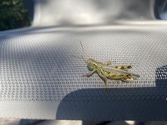 Melanoplus differentialis