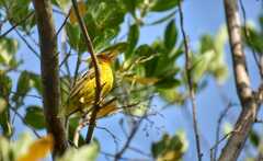Setophaga petechia bryanti