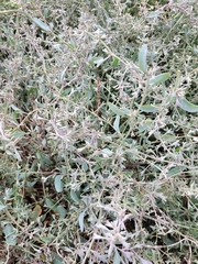 Atriplex verrucifera