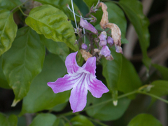 Bignonieae