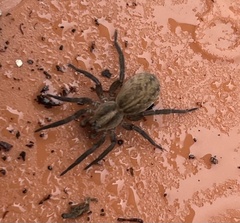 Trochosa