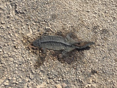 Chamaeleo chamaeleon chamaeleon