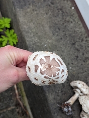 Chlorophyllum brunneum