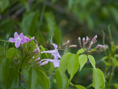 Bignonieae