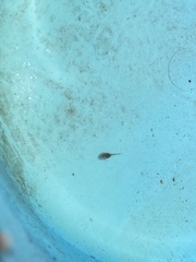 Microhyla heymonsi