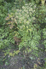 Peucedanum cervaria