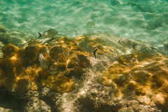 Haemulon carbonarium