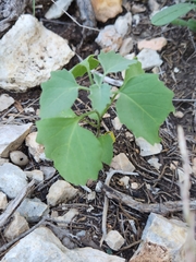 Physalis cinerascens