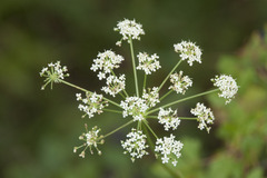 Peucedanum cervaria