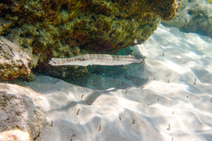 Aulostomus maculatus