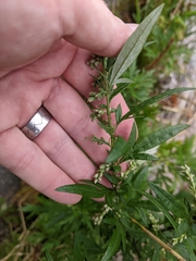 Artemisia vulgaris