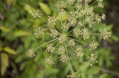 Peucedanum cervaria