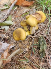 Armillaria mellea