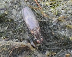 Fucellia