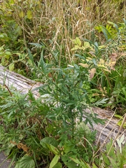 Artemisia vulgaris