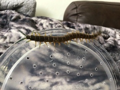 Scolopendra viridis