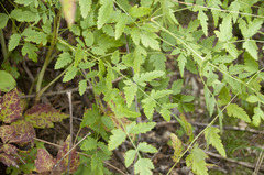 Peucedanum cervaria