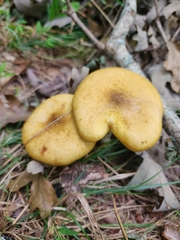 Armillaria mellea