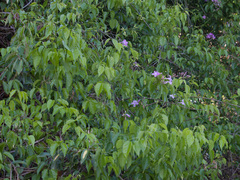 Bignonieae