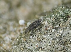 Fucellia
