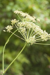 Peucedanum cervaria