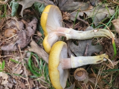 Armillaria mellea