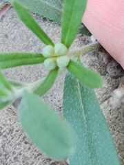 Buglossoides arvensis