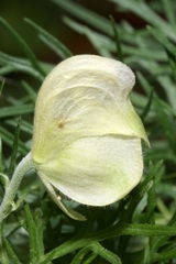 Aconitum anthora