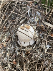 Amanita toxica