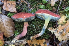 Xerocomellus cisalpinus