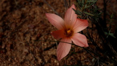 Romulea namaquensis