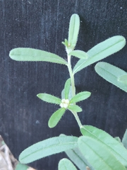 Buglossoides arvensis