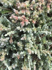 Bassia tomentosa