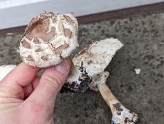 Chlorophyllum brunneum