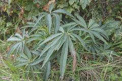 Helleborus foetidus