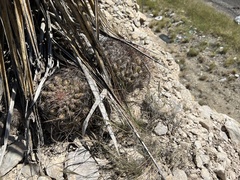 Hamatocactus hamatacanthus hamatacanthus