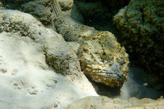 Scorpaena plumieri